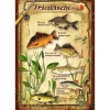 New Blechschild (Friedfische)