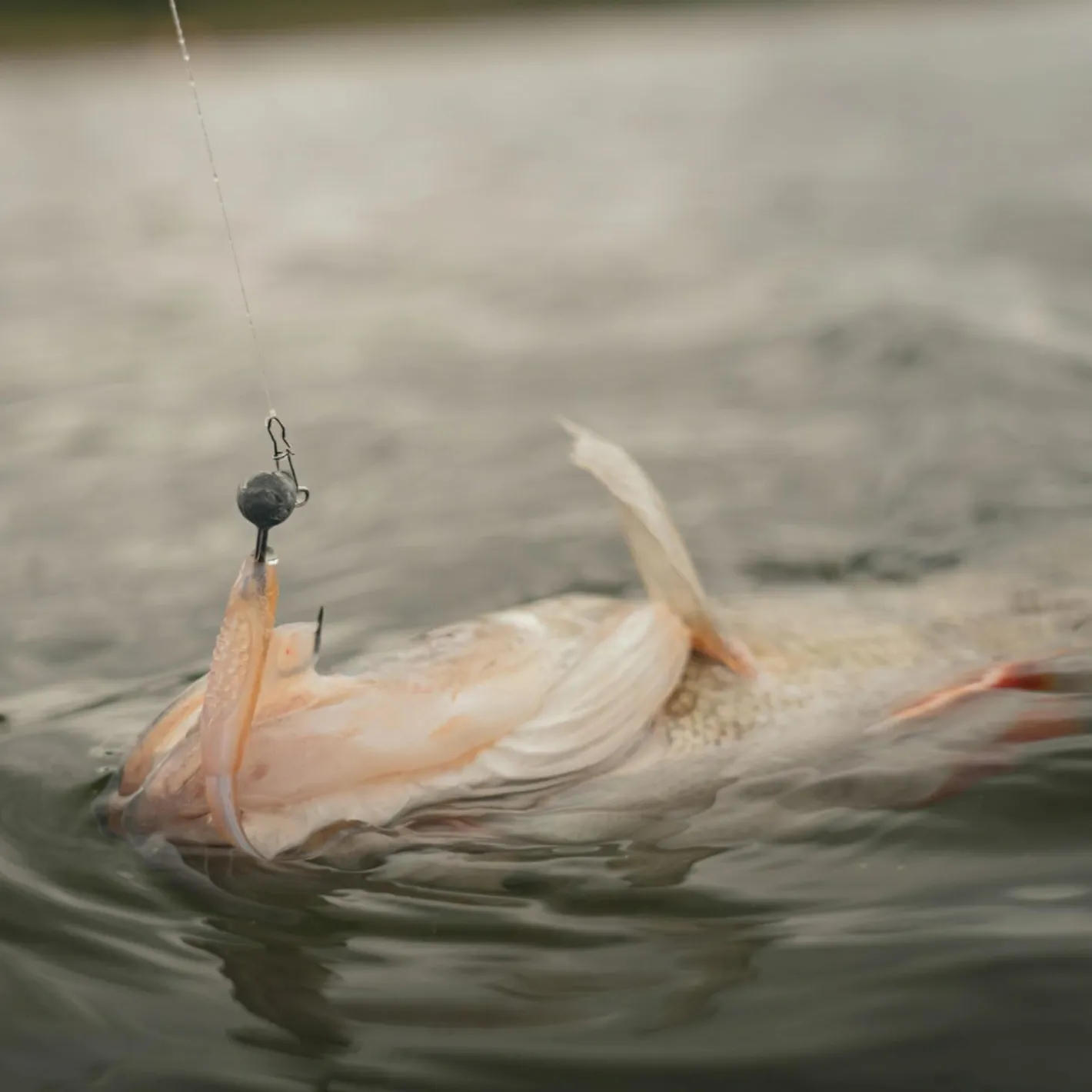 Fox Rage Gummiköder ·Gummifische & Shads<Scent Shad (Natural Wakasagi)