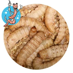 Forellenangeln-Zubehör|Forellenfutter & Forellenteige<Lebendköder (Bienenmaden, 40 Stk)