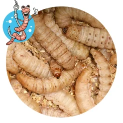 Discount Lebendköder (Big Bienenwachsmaden)