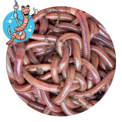 Lebendköder<Lebendköder (Tauwurm, 12 Stk.)