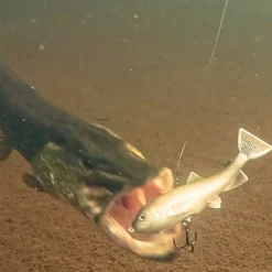 Pulz Bait Gummiköder ·Sonstige Weichplastikköder<Trout Skinz (Arctic Char)